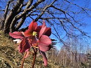 Alla Madonnina del Costone con Corna Bianca e con tanti fiori da Salmezza-3apr23 - FOTOGALLERY